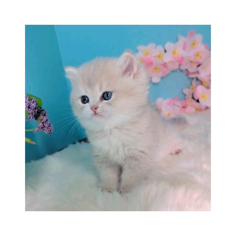 販売中の大阪府のブリティッシュショートヘア-139599の5枚目