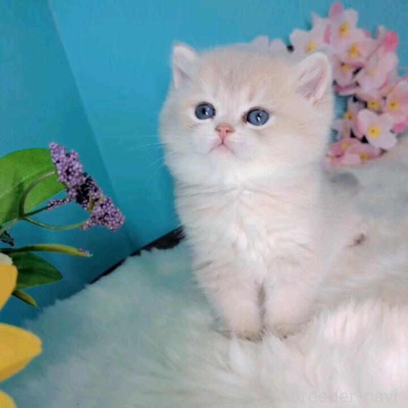 販売中の大阪府のブリティッシュショートヘア-139599の6枚目