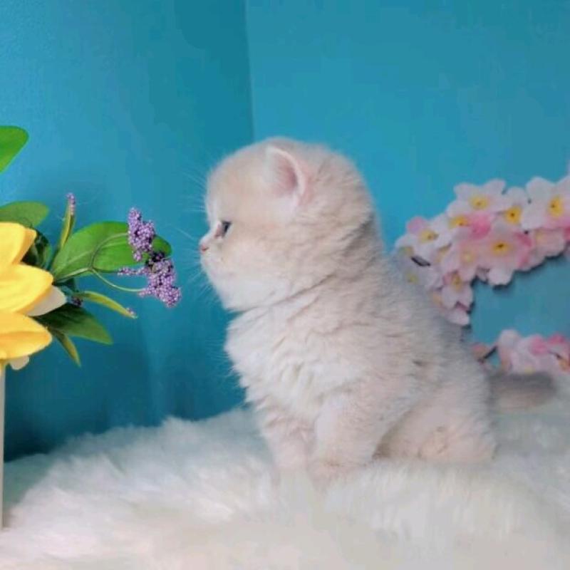 販売中の大阪府のブリティッシュショートヘア-139599の3枚目