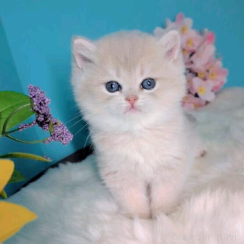 販売中の大阪府のブリティッシュショートヘア-139599の2枚目