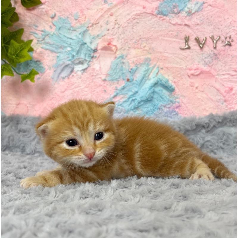 販売中の愛知県のマンチカン-139598の4枚目