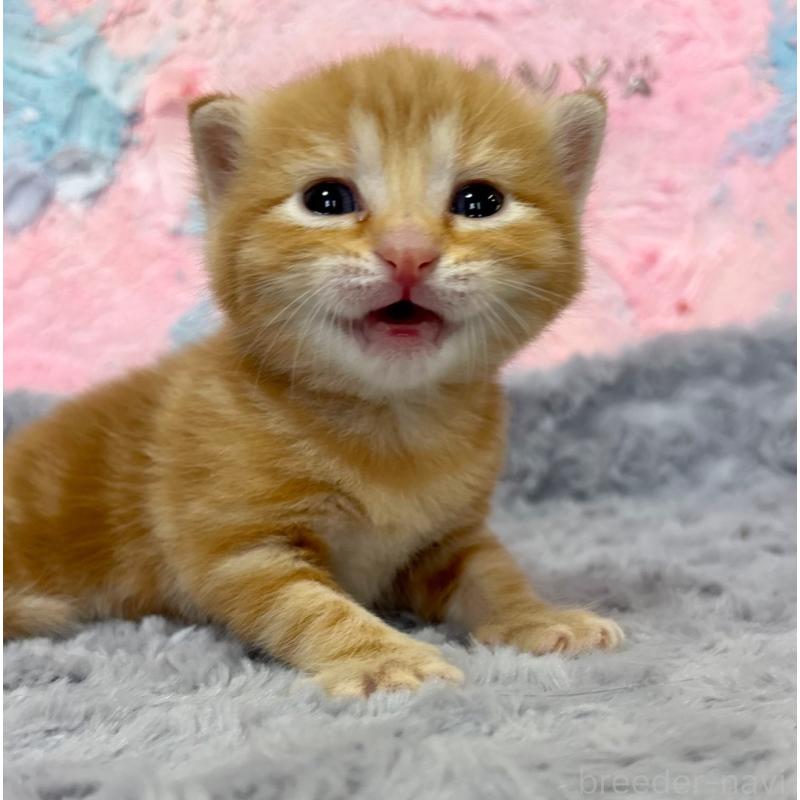 販売中の愛知県のマンチカン-139598の3枚目