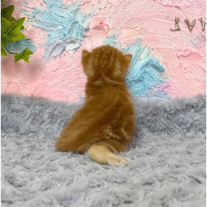 販売中の愛知県のマンチカン-139598の2枚目