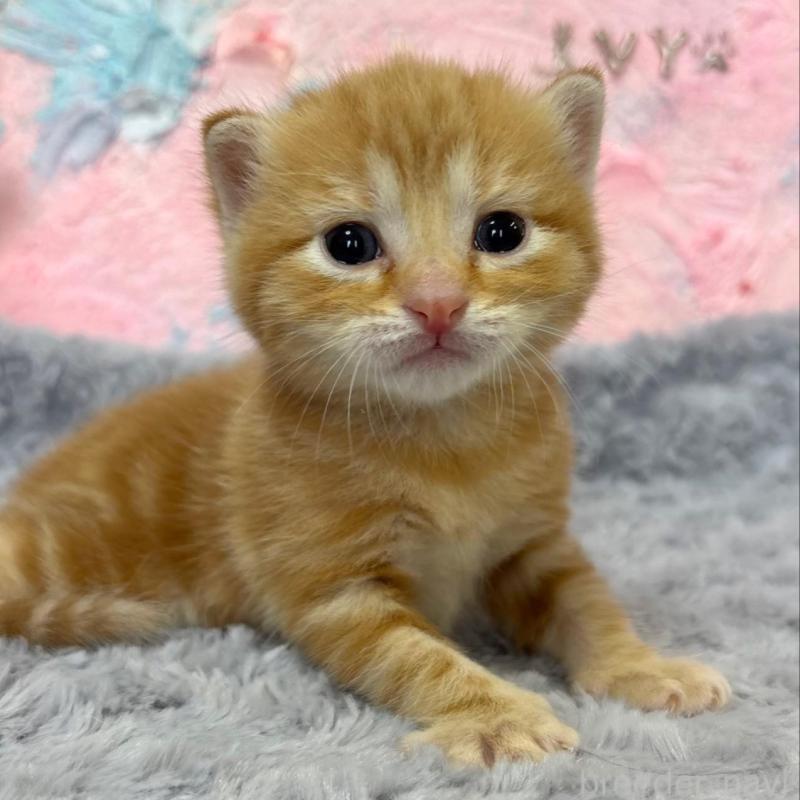 販売中の愛知県のマンチカン-139598