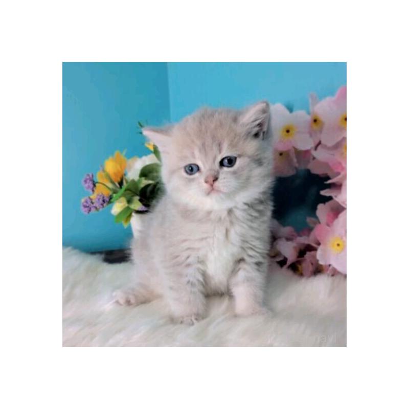 販売中の大阪府のブリティッシュショートヘア-139600の4枚目