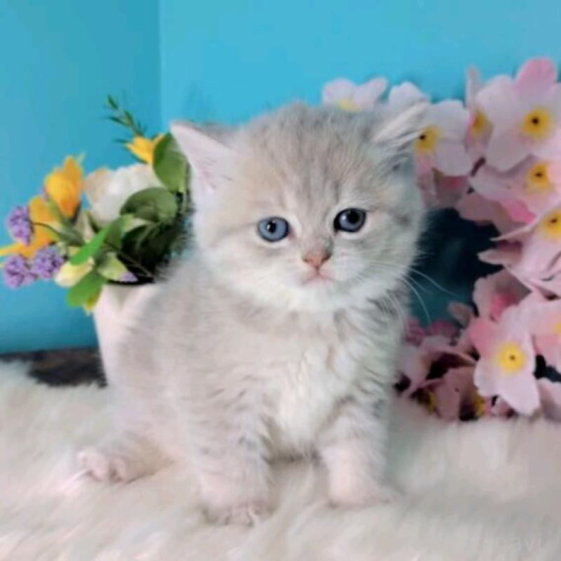 販売中の大阪府のブリティッシュショートヘア-139600の3枚目