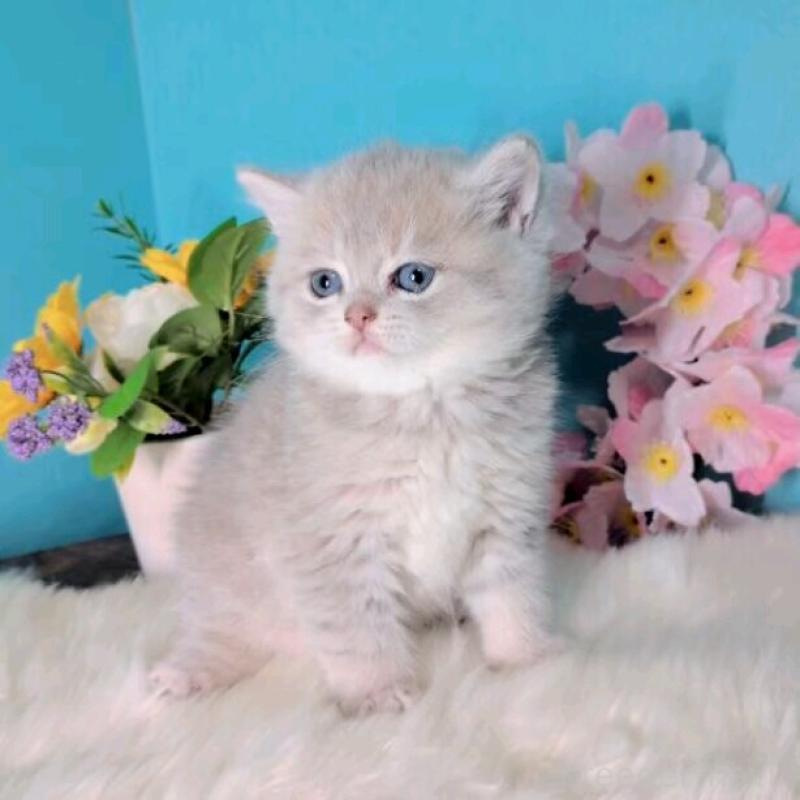 販売中の大阪府のブリティッシュショートヘア-139600の2枚目