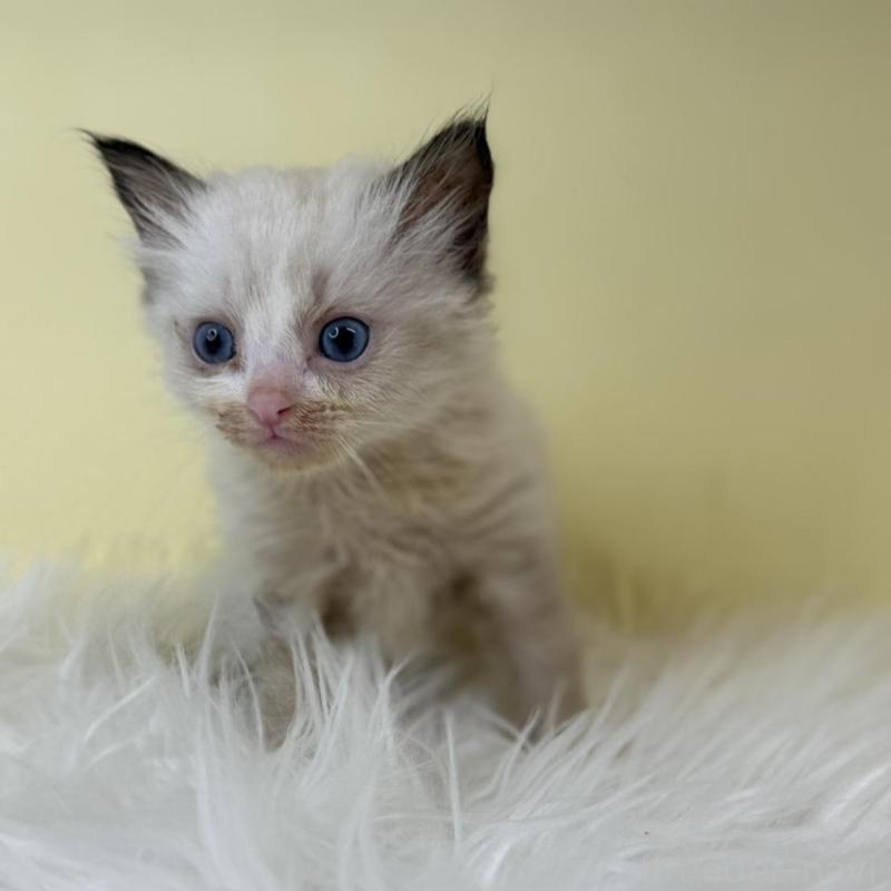 販売中の埼玉県のラグドール-139601の4枚目