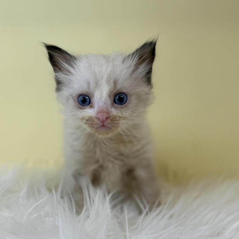 販売中の埼玉県のラグドール-139601の1枚目