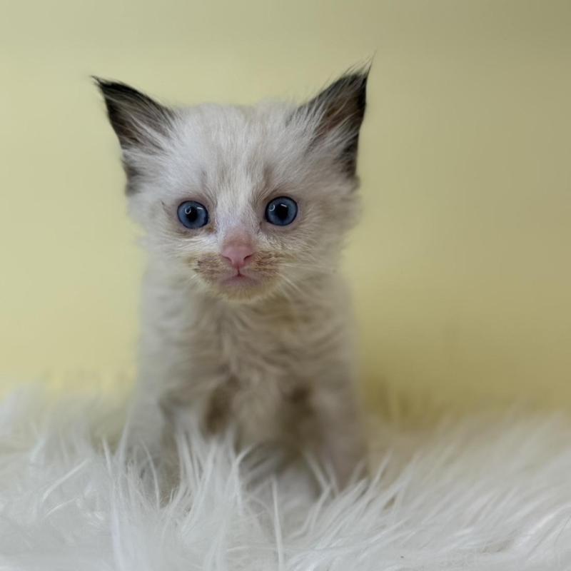 販売中の埼玉県のラグドール-139601の3枚目