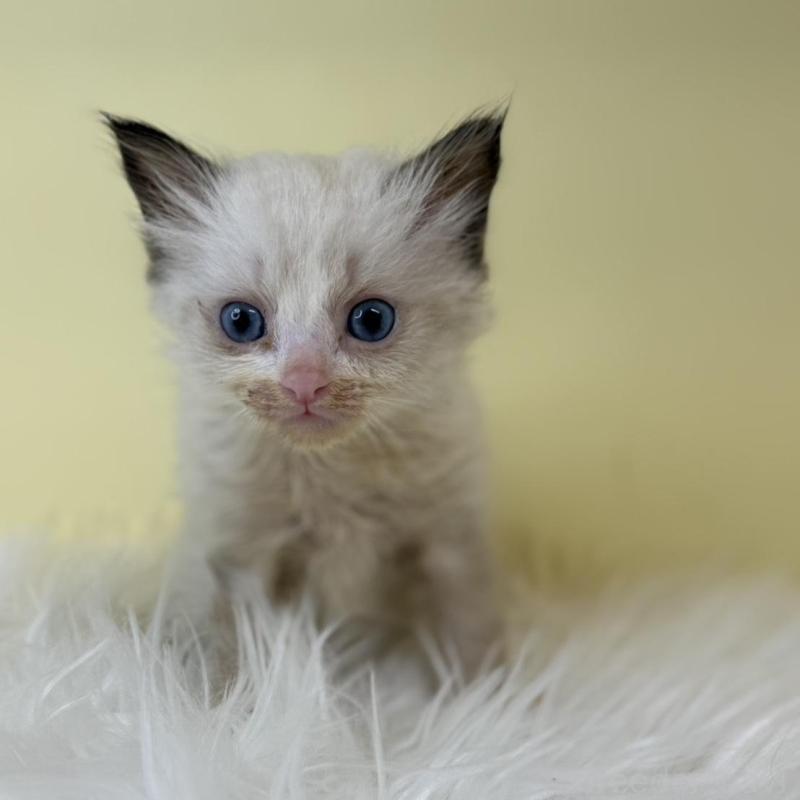 販売中の埼玉県のラグドール-139601の2枚目