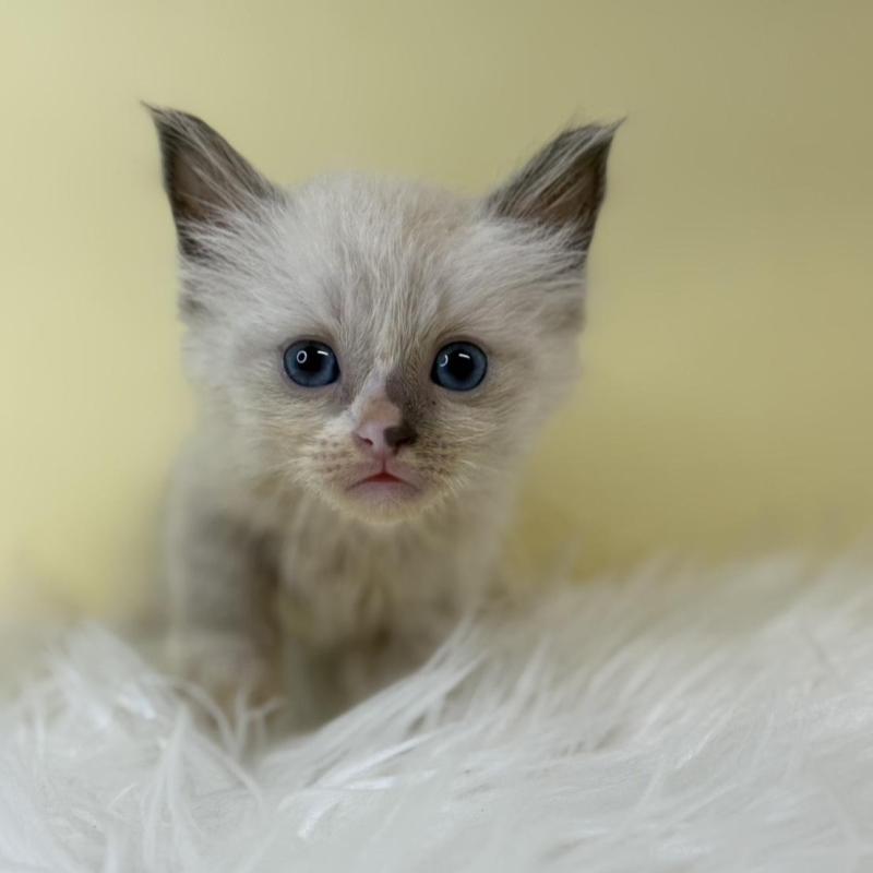 販売中の埼玉県のラグドール-139602の1枚目