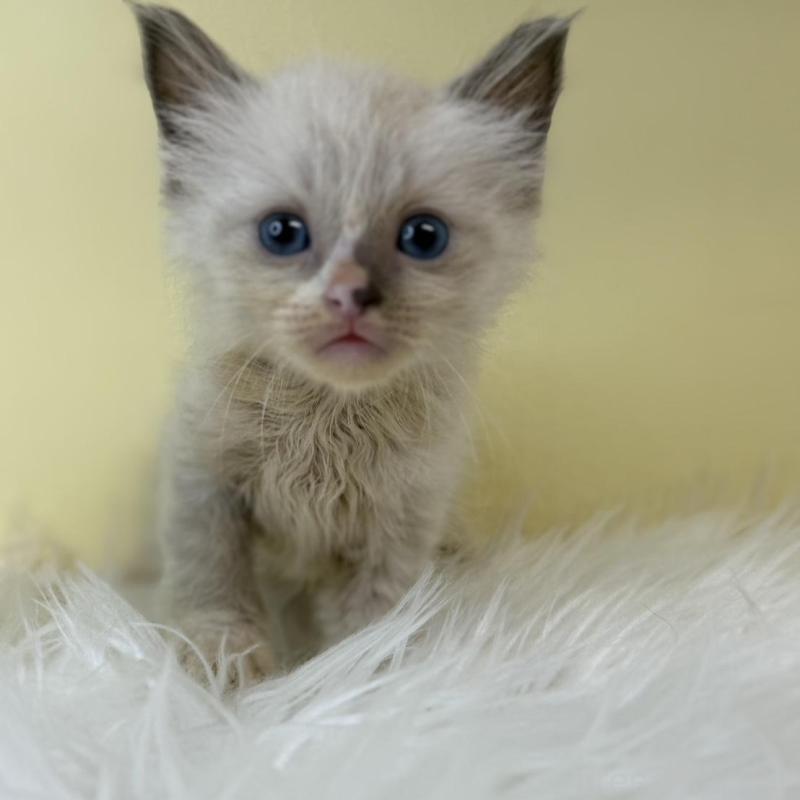 販売中の埼玉県のラグドール-139602の3枚目