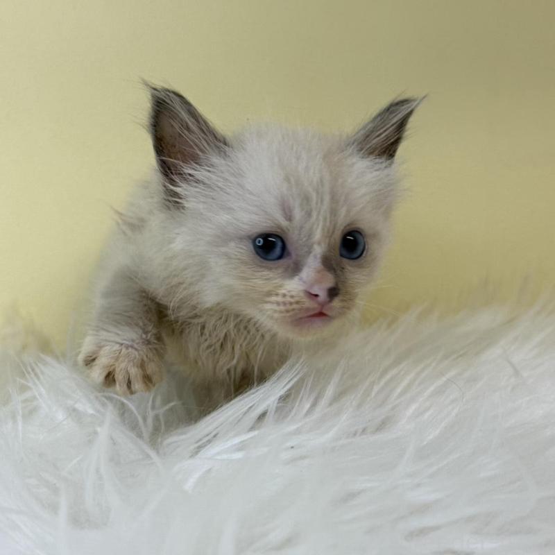 販売中の埼玉県のラグドール-139602の2枚目