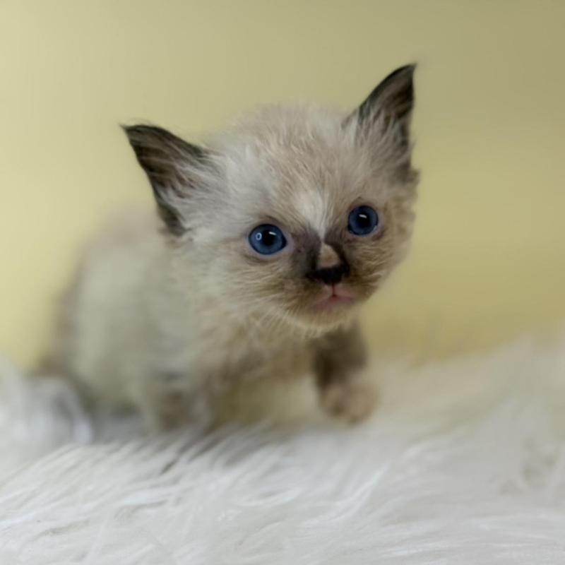 販売中の埼玉県のラグドール-139603の4枚目