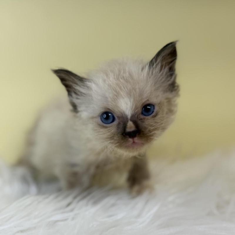 販売中の埼玉県のラグドール-139603の1枚目