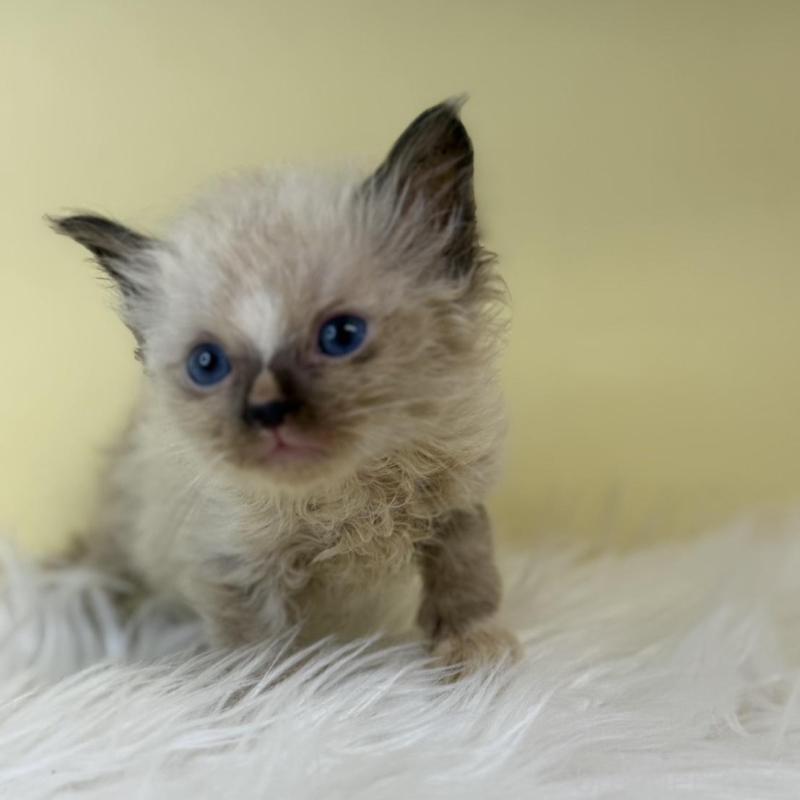 販売中の埼玉県のラグドール-139603の3枚目