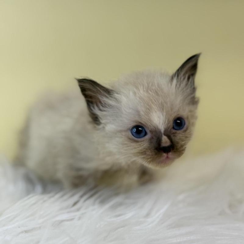 販売中の埼玉県のラグドール-139603の2枚目