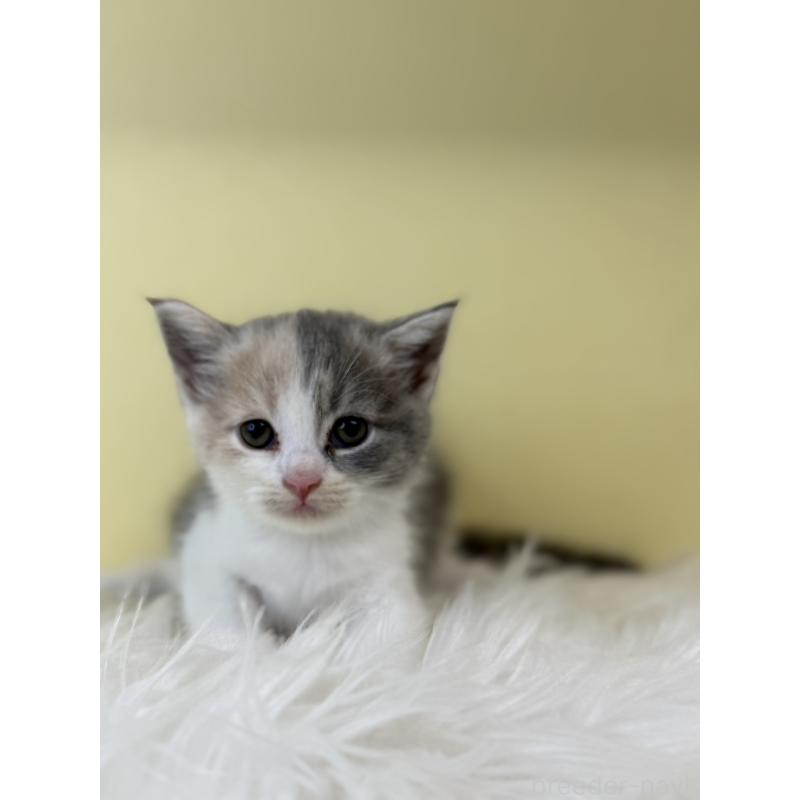 販売中の埼玉県のマンチカン-139604の4枚目