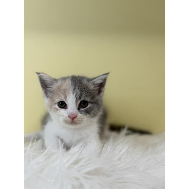 販売中の埼玉県のマンチカン-139604の3枚目