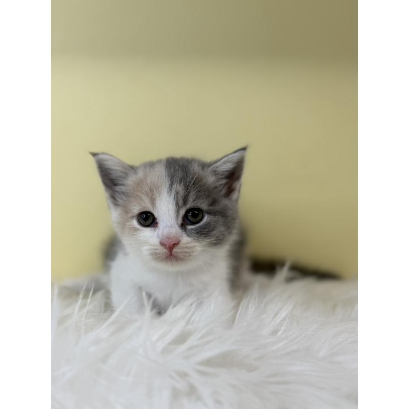 販売中の埼玉県のマンチカン-139604の2枚目