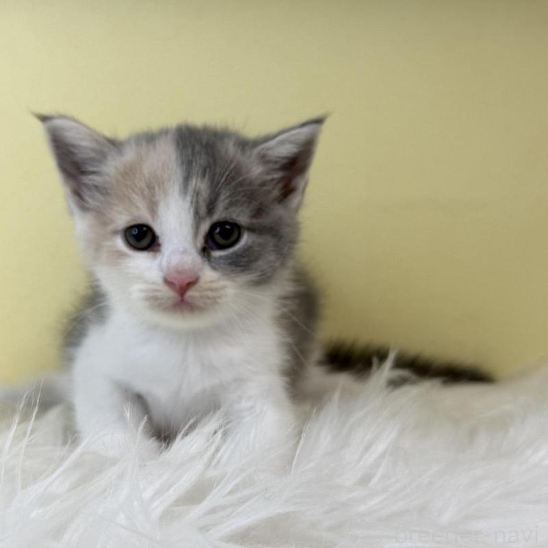 販売中の埼玉県のマンチカン-139604の1枚目