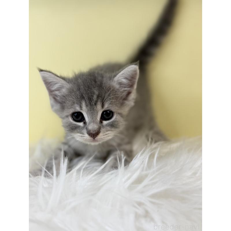 販売中の埼玉県のマンチカン-139605の4枚目