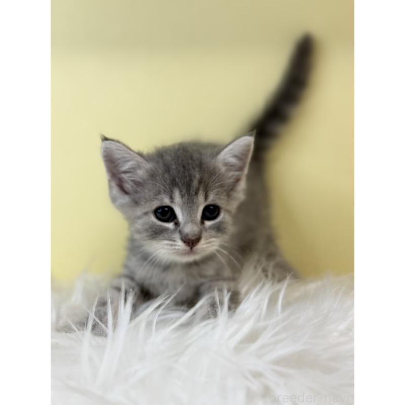 販売中の埼玉県のマンチカン-139605の3枚目