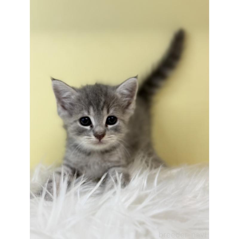 販売中の埼玉県のマンチカン-139605の2枚目