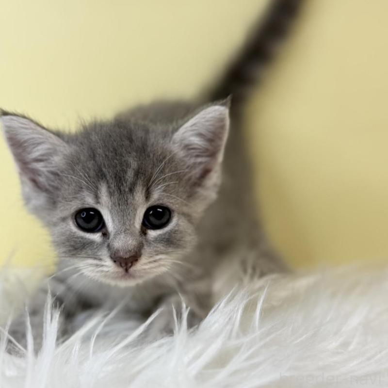 販売中の埼玉県のマンチカン-139605の1枚目