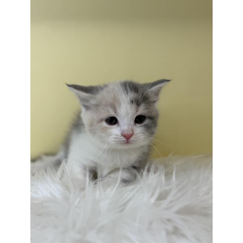 販売中の埼玉県のマンチカン(短足)-139606の4枚目