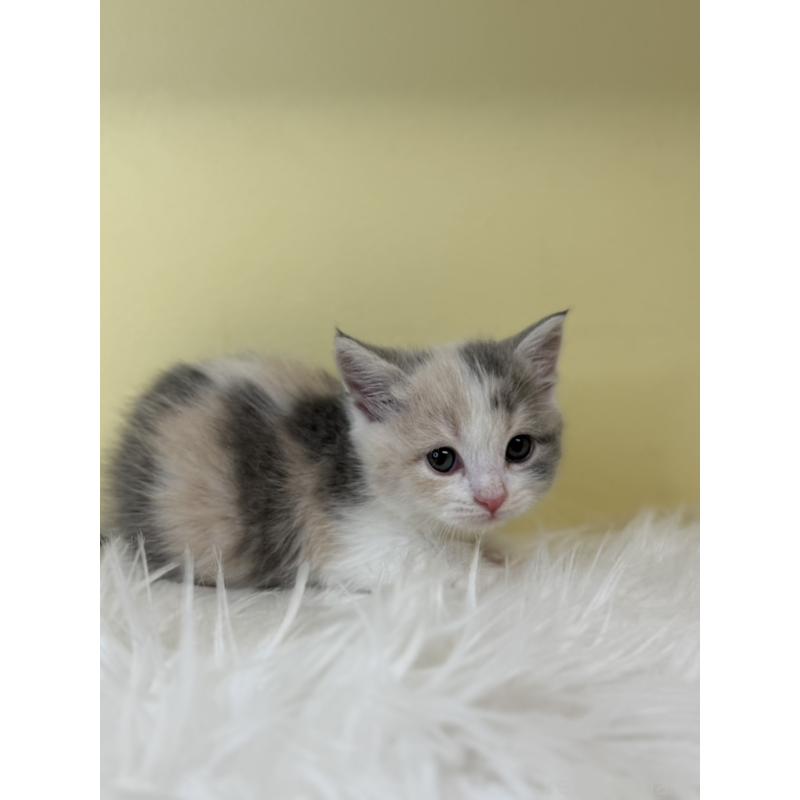 販売中の埼玉県のマンチカン(短足)-139606の3枚目