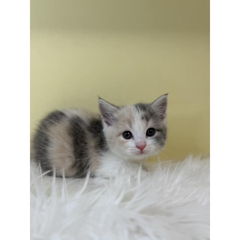 販売中の埼玉県のマンチカン(短足)-139606の2枚目