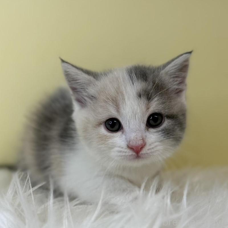 販売中の埼玉県のマンチカン(短足)-139606の1枚目