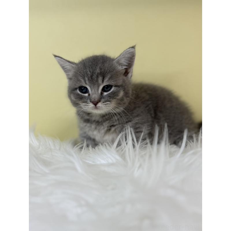 販売中の埼玉県のマンチカン(短足)-139607の4枚目