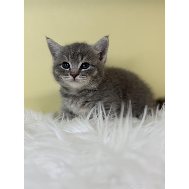 販売中の埼玉県のマンチカン(短足)-139607の3枚目