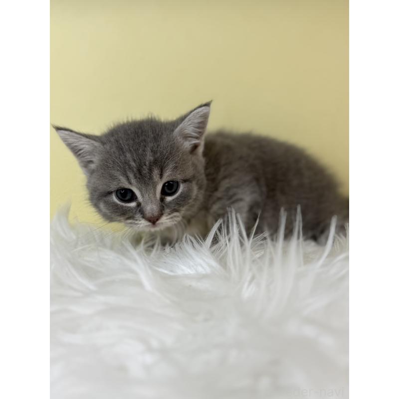 販売中の埼玉県のマンチカン(短足)-139607の2枚目