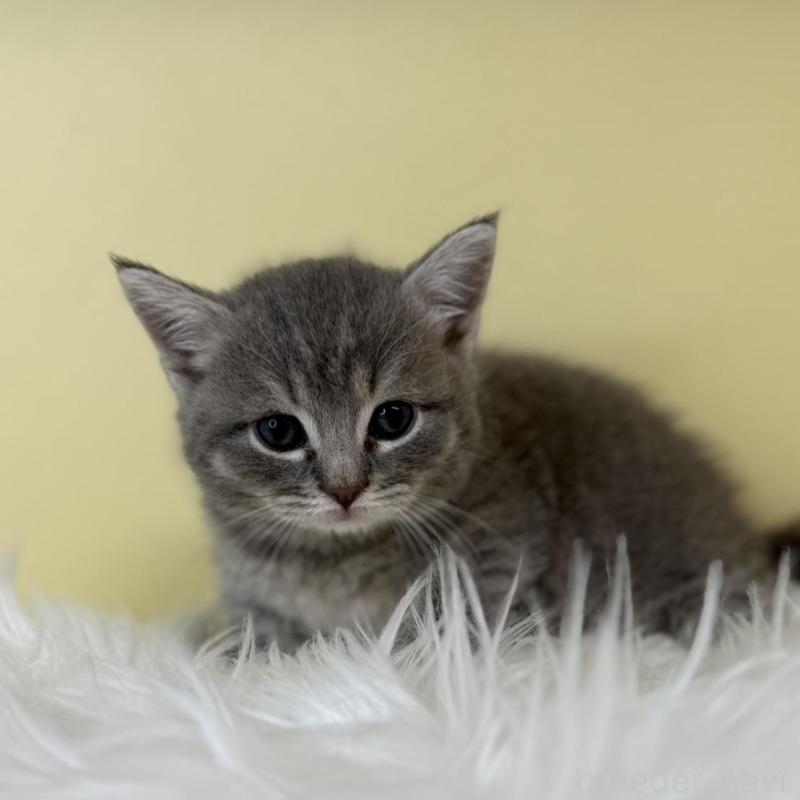 販売中の埼玉県のマンチカン(短足)-139607の1枚目