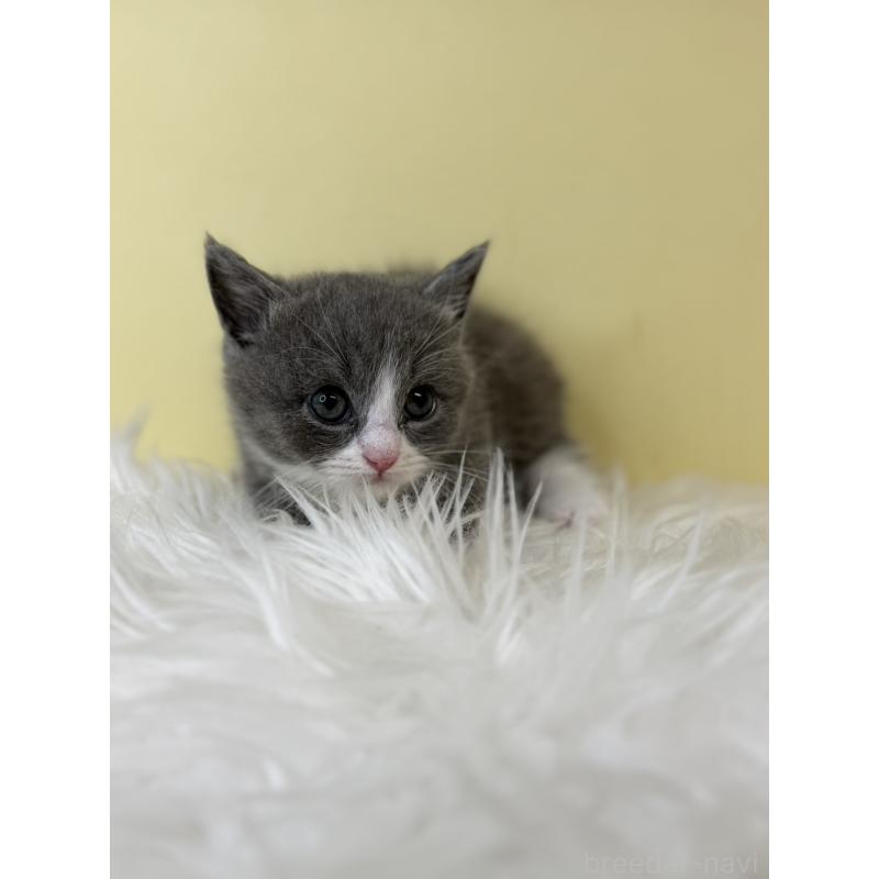 販売中の埼玉県のマンチカン(短足)-139608の4枚目