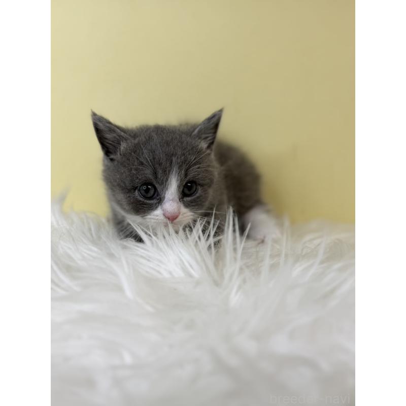 販売中の埼玉県のマンチカン(短足)-139608の2枚目