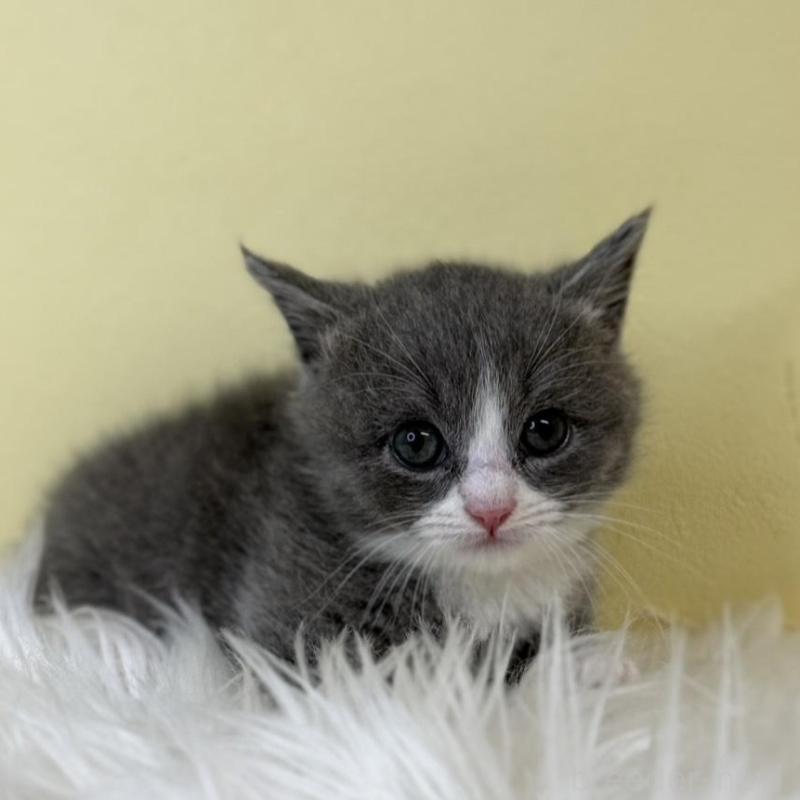 販売中の埼玉県のマンチカン(短足)-139608の1枚目