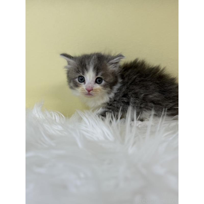 販売中の埼玉県のサイベリアン-139609の4枚目