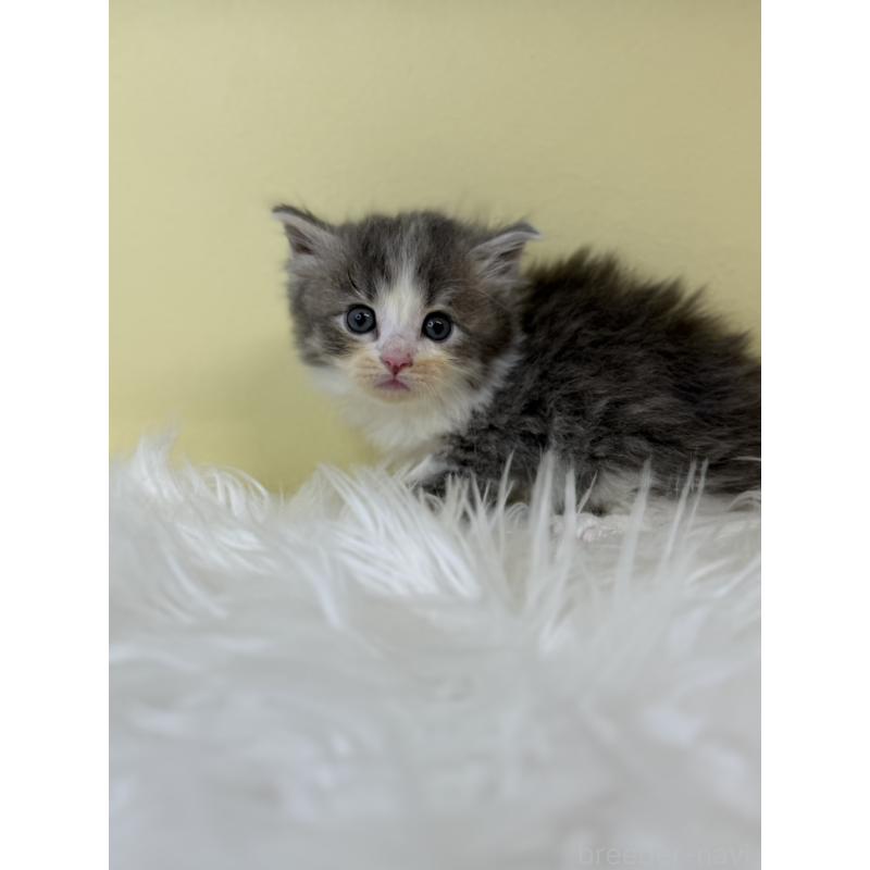 販売中の埼玉県のサイベリアン-139609の3枚目