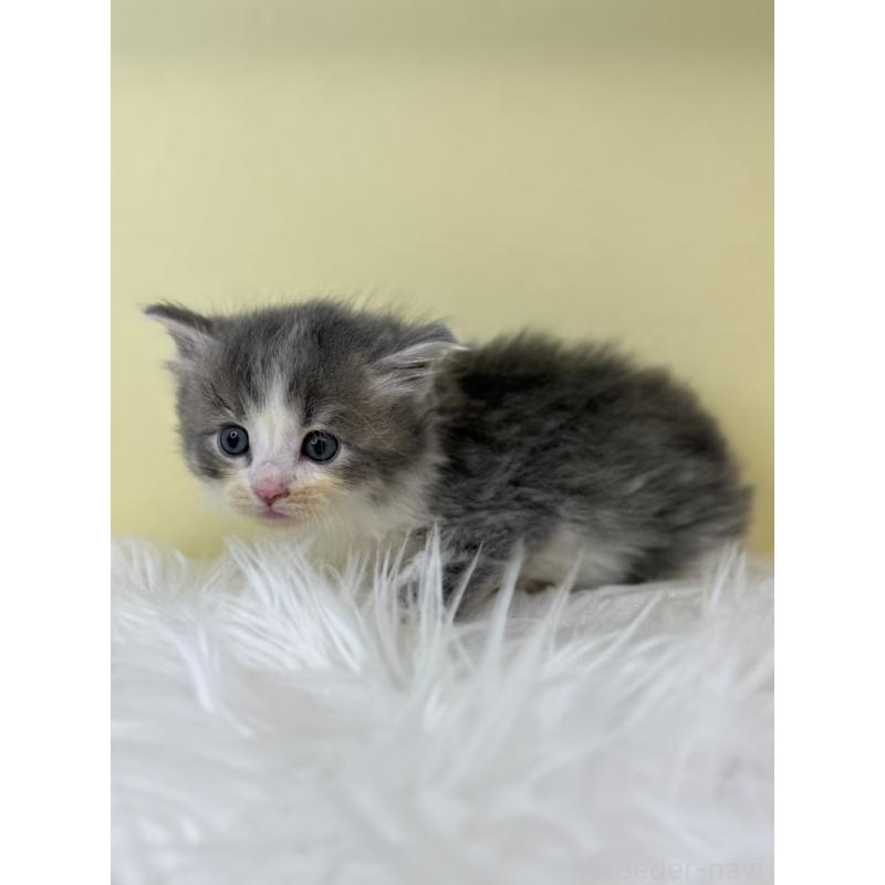 販売中の埼玉県のサイベリアン-139609の2枚目