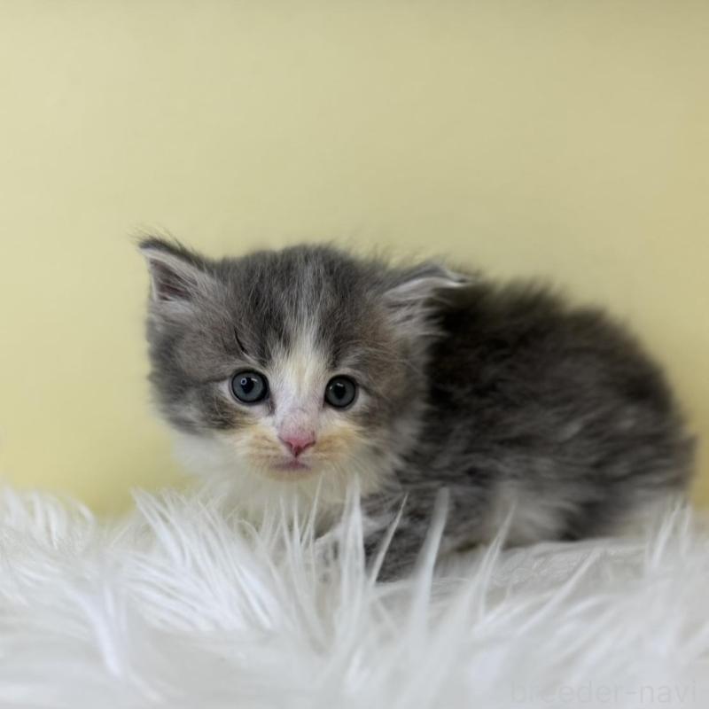 販売中の埼玉県のサイベリアン-139609の1枚目