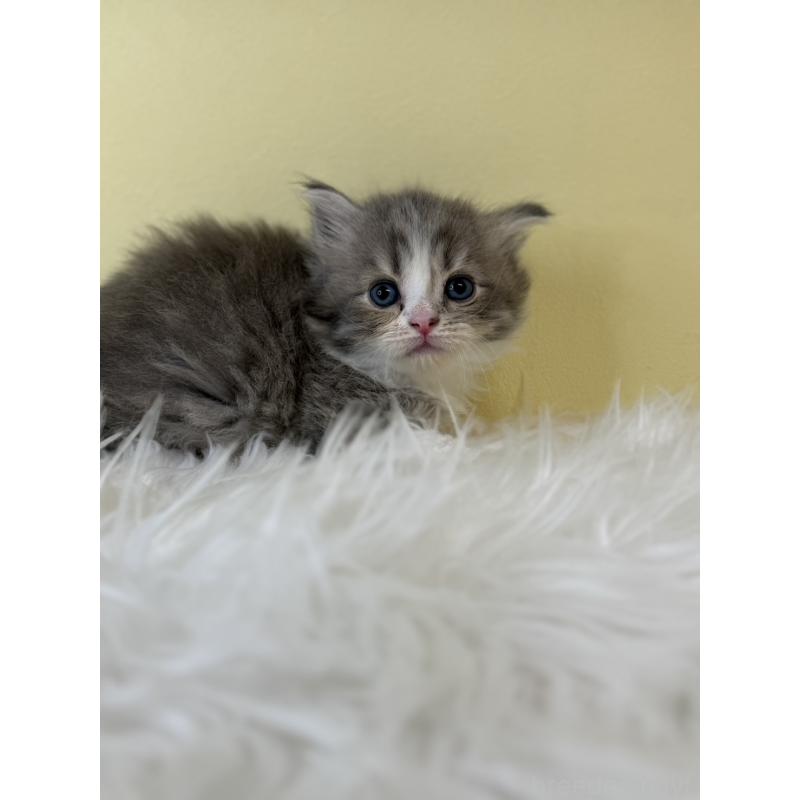 販売中の埼玉県のサイベリアン-139610の3枚目