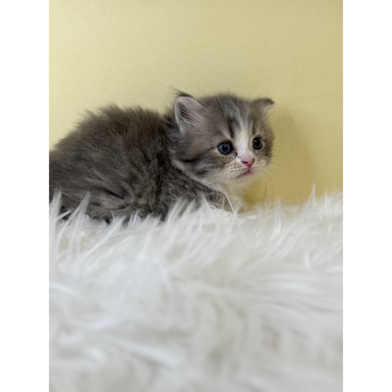 販売中の埼玉県のサイベリアン-139610の4枚目