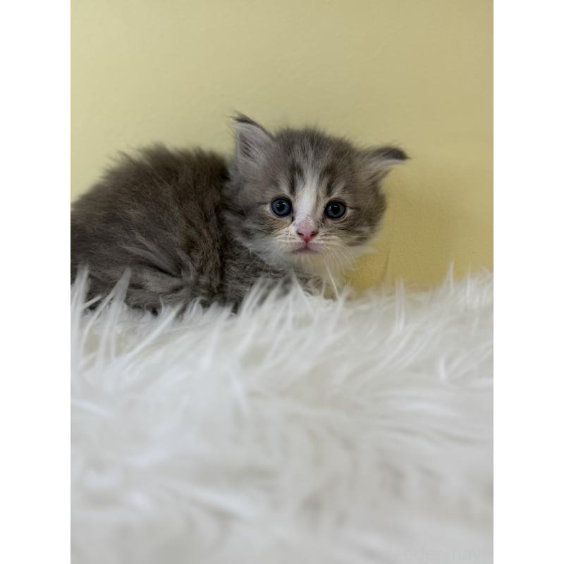 販売中の埼玉県のサイベリアン-139610の2枚目