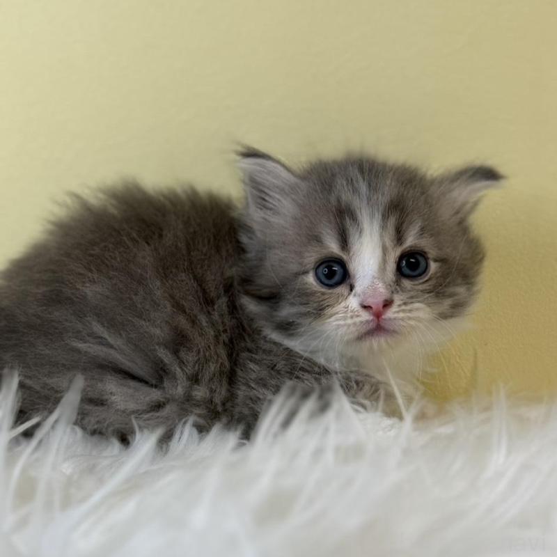 販売中の埼玉県のサイベリアン-139610の1枚目