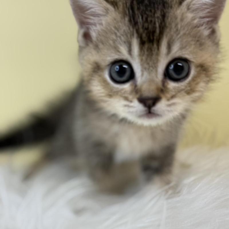 販売中の埼玉県のブリティッシュショートヘア-139611の4枚目